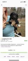 Australian Shepherd Puppies for sale in Pilot, VA 24138, USA. price: NA