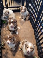 Australian Shepherd Puppies for sale in 24111 Fielding Reach Ln, Porter, TX 77365, USA. price: NA