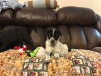 Australian Shepherd Puppies for sale in Holladay, TN 38341, USA. price: NA
