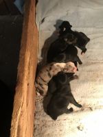 Australian Shepherd Puppies for sale in Quebeck, TN 38579, USA. price: NA