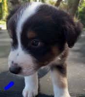 Australian Shepherd Puppies for sale in Bloomingdale Ave, Riverview, FL, USA. price: NA
