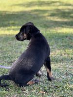 Australian Shepherd Puppies for sale in Waipahu, HI 96797, USA. price: NA