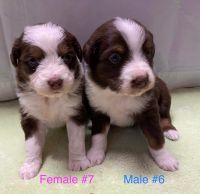 Australian Shepherd Puppies for sale in Randolph, NY 14772, USA. price: NA