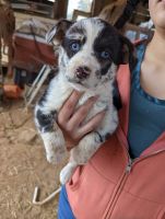 Australian Shepherd Puppies for sale in Rabun County, GA, USA. price: NA