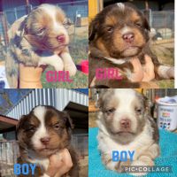 Australian Shepherd Puppies for sale in Honey Grove, TX 75446, USA. price: NA