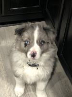 Australian Shepherd Puppies for sale in Duncannon, PA 17020, USA. price: NA