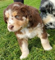 Australian Shepherd Puppies for sale in Boring, OR, USA. price: NA
