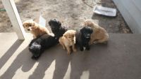 Australian Shepherd Puppies for sale in Topeka, KS, USA. price: NA