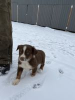 Australian Shepherd Puppies for sale in Fort Campbell, KY, USA. price: NA