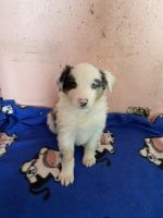 Australian Shepherd Puppies for sale in Parkersburg, IA 50665, USA. price: NA