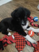 Australian Shepherd Puppies for sale in Denver, CO, USA. price: NA