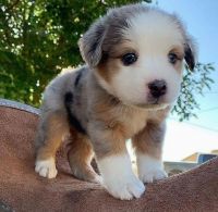 Australian Shepherd Puppies for sale in 203 US-1, Norlina, NC 27563, USA. price: NA