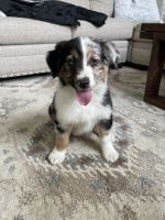 Australian Shepherd Puppies for sale in Worcester, MA, USA. price: NA