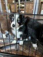 Australian Shepherd Puppies for sale in Westmoreland, TN 37186, USA. price: NA