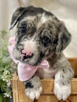 Australian Shepherd Puppies for sale in Tifton, GA, USA. price: NA