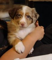 Australian Shepherd Puppies for sale in Lecanto, FL, USA. price: NA