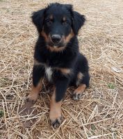Australian Shepherd Puppies for sale in Smithland, KY 42081, USA. price: NA