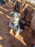Australian Shepherd Puppies for sale in Winslow, AZ 86047, USA. price: NA