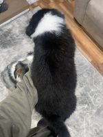 Australian Shepherd Puppies for sale in Somerset, KY, USA. price: NA