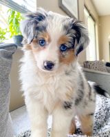 Australian Shepherd Puppies for sale in Dallas, TX, USA. price: NA