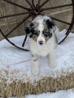 Australian Shepherd Puppies for sale in Coleman, TX 76834, USA. price: NA