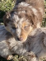 Australian Shepherd Puppies for sale in Spencer, IN 47460, USA. price: NA