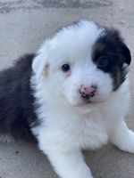 Australian Shepherd Puppies for sale in Santa Fe, NM, USA. price: NA