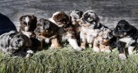 Australian Shepherd Puppies for sale in Nogal, NM 88341, USA. price: NA