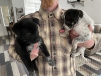 Australian Shepherd Puppies for sale in Henderson, NV, USA. price: NA