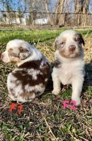 Australian Shepherd Puppies for sale in Lindale, TX, USA. price: NA