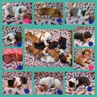 Australian Shepherd Puppies for sale in Oswego, SC 29150, USA. price: NA