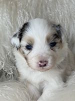 Australian Shepherd Puppies for sale in Kansas City, MO, USA. price: NA