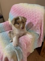 Australian Shepherd Puppies for sale in Berryville, AR 72616, USA. price: NA
