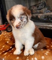 Australian Shepherd Puppies for sale in Conroe, TX, USA. price: NA