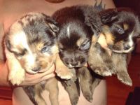 Australian Shepherd Puppies for sale in Myrtle Beach, SC, USA. price: NA