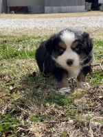 Australian Shepherd Puppies for sale in Rhome, TX, USA. price: NA