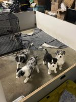 Australian Shepherd Puppies for sale in Statesville, NC, USA. price: NA
