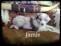Australian Shepherd Puppies for sale in New Paris, OH 45347, USA. price: NA