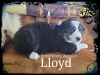 Australian Shepherd Puppies for sale in New Paris, OH 45347, USA. price: NA