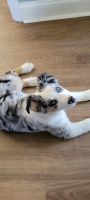 Australian Shepherd Puppies for sale in Hickory, NC, USA. price: NA