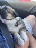 Australian Shepherd Puppies for sale in Westminster, CA, USA. price: NA