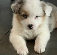 Australian Shepherd Puppies for sale in Coral Springs, FL, USA. price: NA