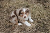 Australian Shepherd Puppies for sale in Belmond, IA 50421, USA. price: NA