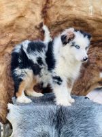 Australian Shepherd Puppies for sale in Tampa, FL, USA. price: NA