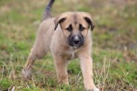 Australian Shepherd Puppies for sale in Pullman, WA 99163, USA. price: NA
