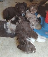 Australian Shepherd Puppies for sale in Karnak, IL 62956, USA. price: NA