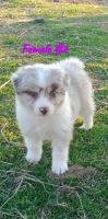 Australian Shepherd Puppies for sale in Muskogee, OK, USA. price: NA