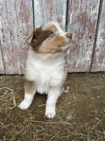 Australian Shepherd Puppies for sale in Decatur, IN 46733, USA. price: NA