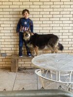 Australian Shepherd Puppies for sale in Lubbock, TX, USA. price: NA