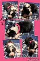 Australian Shepherd Puppies for sale in Silver Springs, FL, USA. price: NA
